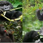 Gorillas-amazing-self-healing-tips-can-be-used-to-make-human-medicine-too