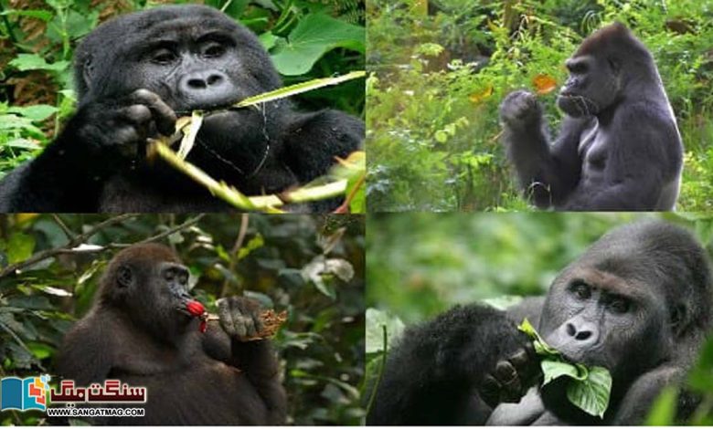 Gorillas-amazing-self-healing-tips-can-be-used-to-make-human-medicine-too