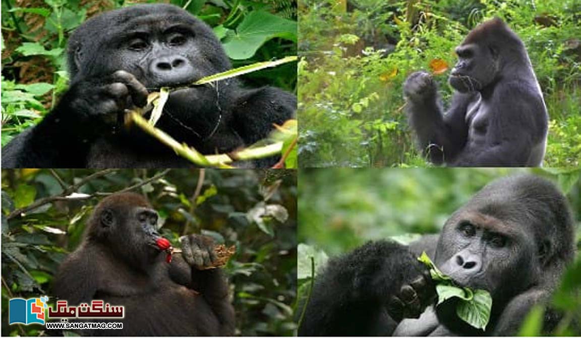 Gorillas-amazing-self-healing-tips-can-be-used-to-make-human-medicine-too