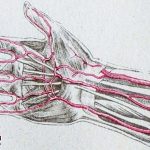 Humans-are-growing-an-extra-artery-in-their-arms