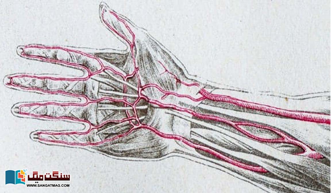 Humans-are-growing-an-extra-artery-in-their-arms