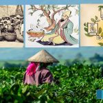 history-and-Interesting-story-of-tea