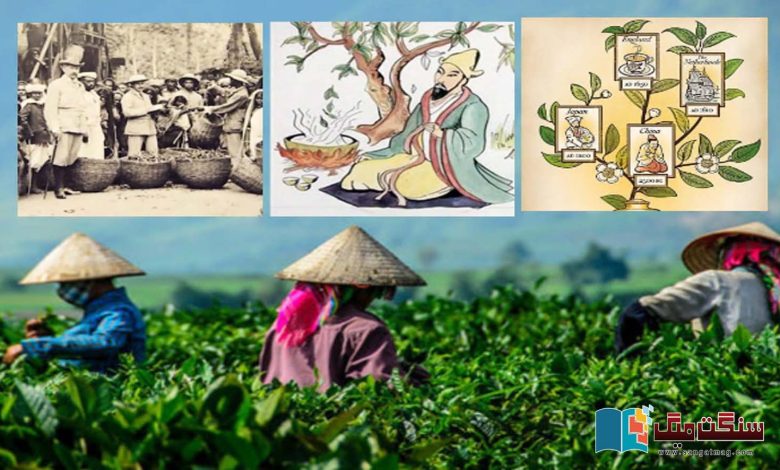 history-and-Interesting-story-of-tea