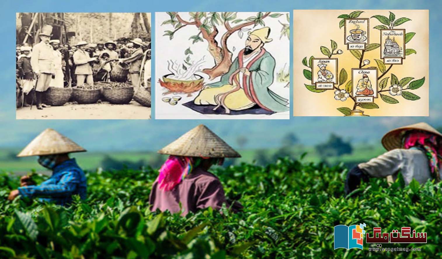 history-and-Interesting-story-of-tea
