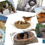 A-world-of-wonder-The-story-of-the-birds-nests-which-they-weave-like-dreams