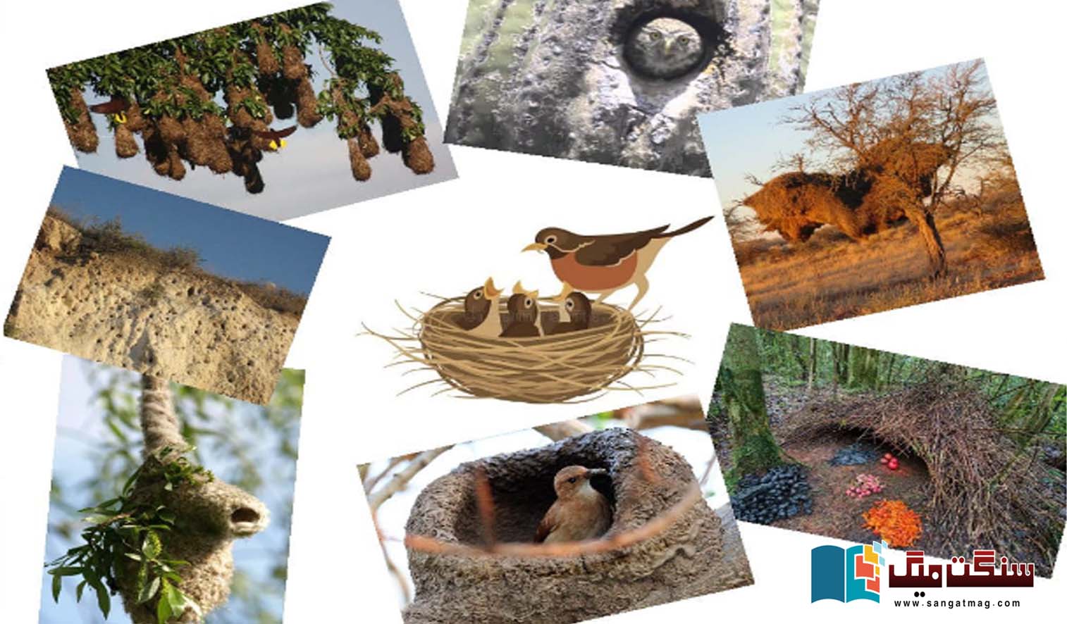 A-world-of-wonder-The-story-of-the-birds-nests-which-they-weave-like-dreams