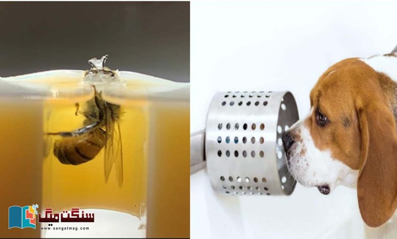 Amazing-ability-of-bees-and-dogs-to-detect-cancer-before-medical-diagnosis