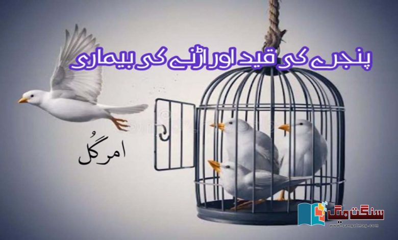 Cage-confinement-and-flying-sickness-and-Birds-freedom