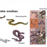 Do-snakes-with-legs-exist-The-story-of-the-evolution-of-legless-reptiles