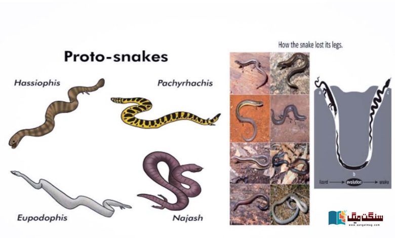 Do-snakes-with-legs-exist-The-story-of-the-evolution-of-legless-reptiles