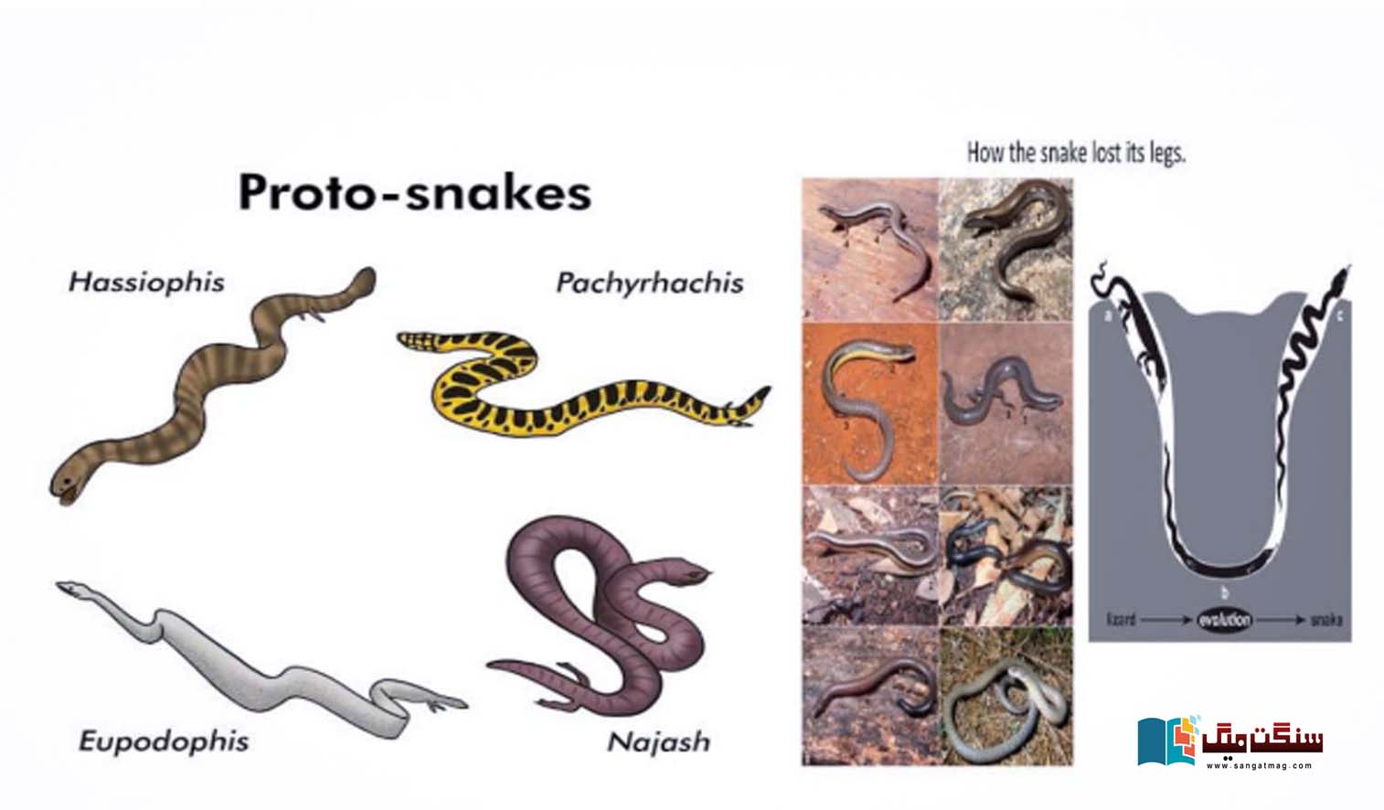 Do-snakes-with-legs-exist-The-story-of-the-evolution-of-legless-reptiles