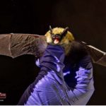 Can-a-human-be-killed-by-a-bat-bite