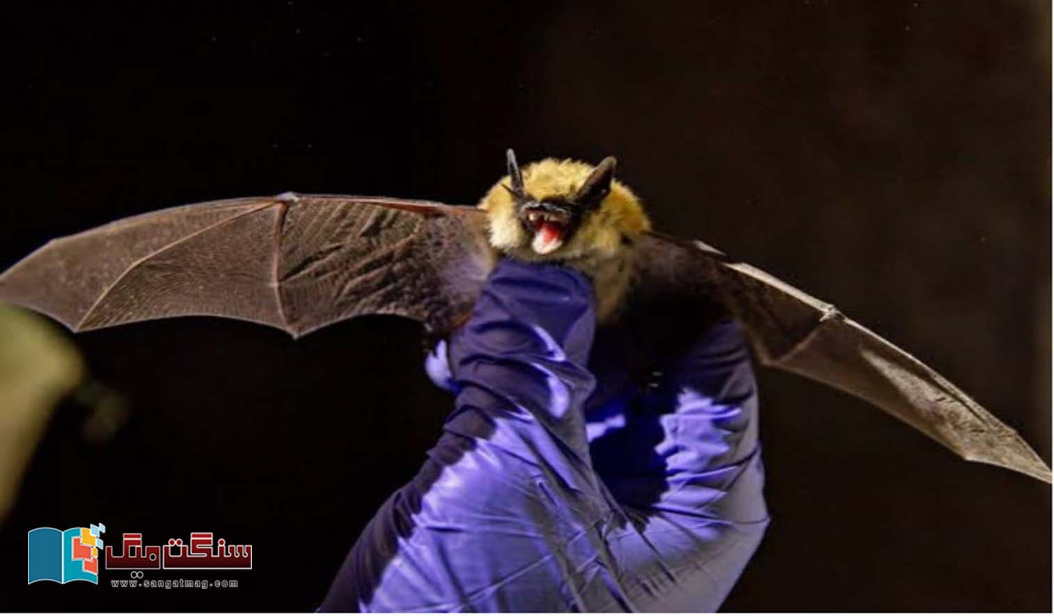 Can-a-human-be-killed-by-a-bat-bite