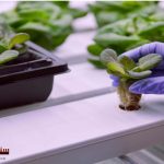 Hydroponics-is-a-method-of-farming-in-water-only-without-soil