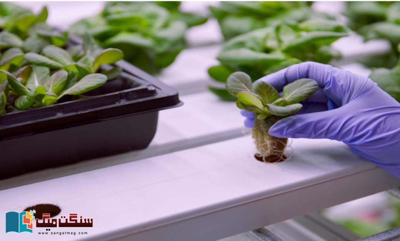 Hydroponics-is-a-method-of-farming-in-water-only-without-soil