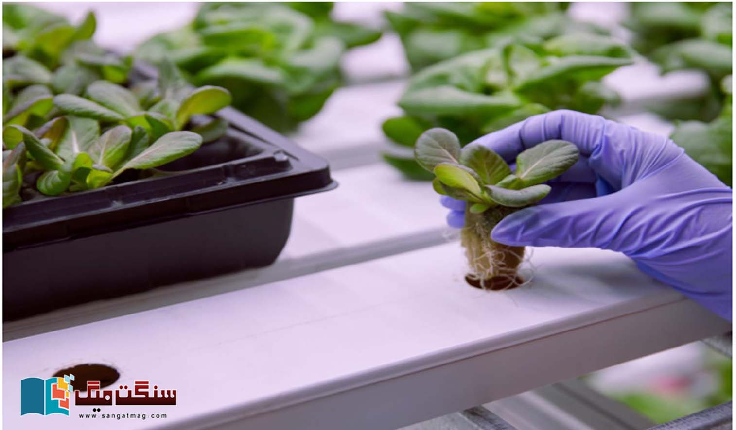 Hydroponics-is-a-method-of-farming-in-water-only-without-soil