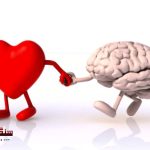 Our-heart-has-a-brain-of-its-own-and-it-is-amazingly-complex-Modern-research