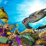 The-sea-is-heating-up-fast-Will-marine-life-become-extinct