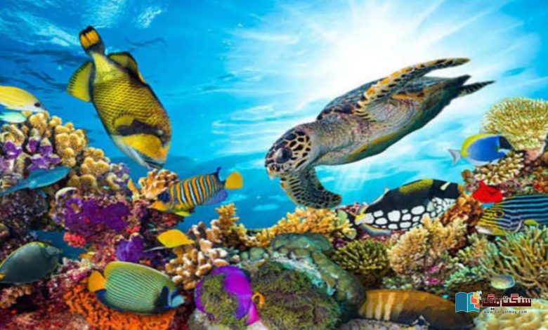 The-sea-is-heating-up-fast-Will-marine-life-become-extinct