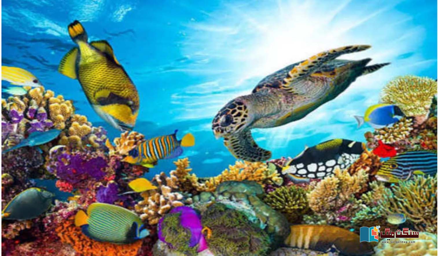 The-sea-is-heating-up-fast-Will-marine-life-become-extinct