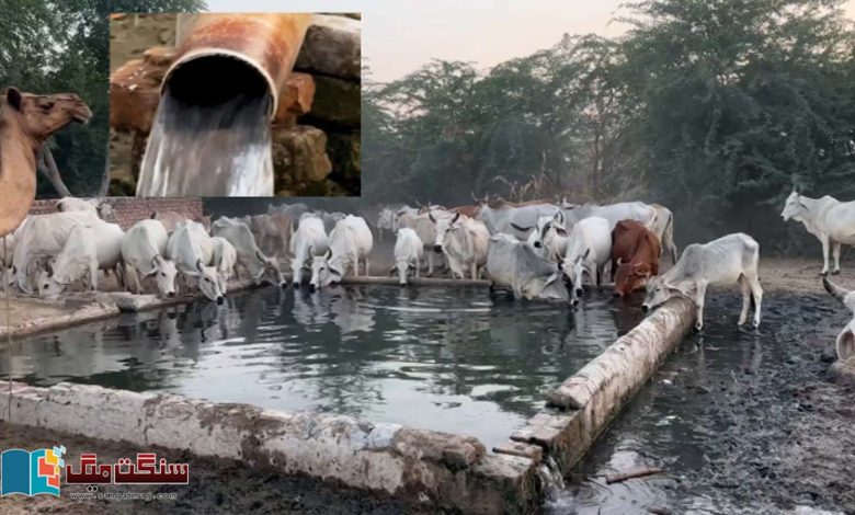 The-story-of-a-flowing-spring-in-the-Thar-desert-which-has-been-flowing-continuously-since-the-2005-earthquake