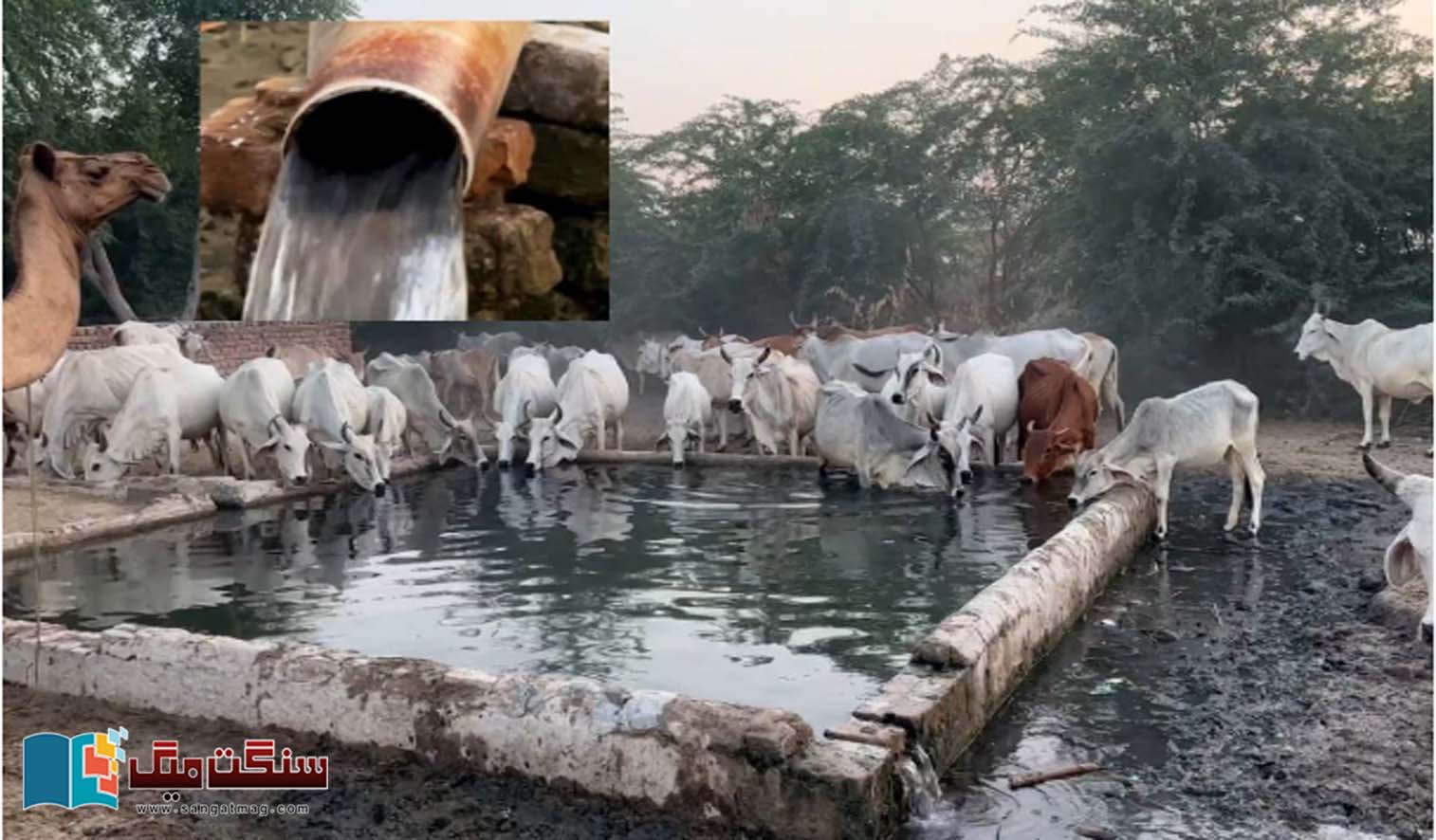 The-story-of-a-flowing-spring-in-the-Thar-desert-which-has-been-flowing-continuously-since-the-2005-earthquake