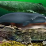 Time-Travelers-Three-Incredible-Creatures-The-Ultimate-Secret-to-Longevity