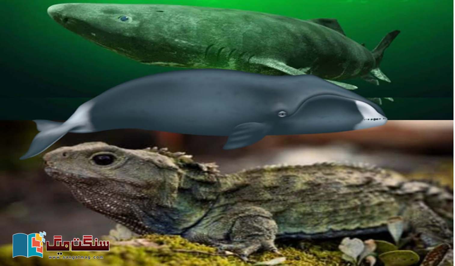 Time-Travelers-Three-Incredible-Creatures-The-Ultimate-Secret-to-Longevity