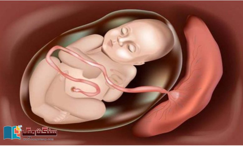 A-new-study-tells-the-surprising-story-of-food-leakage-in-the-mothers-womb-during-pregnancy