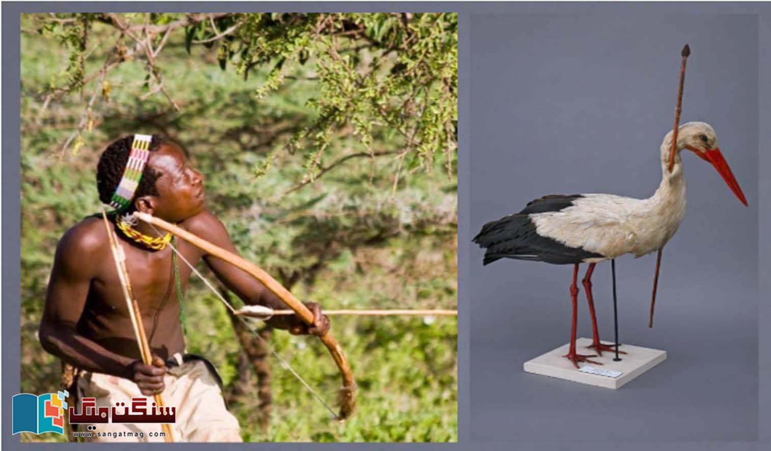 In-1822-an-arrow-shot-in-Africa-reached-northern-Germany-An-event-which-revealed-many-secrets