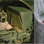 The-Tragic-Story-of-Laika-A-Stray-Dog-Who-Reached-the-Stars