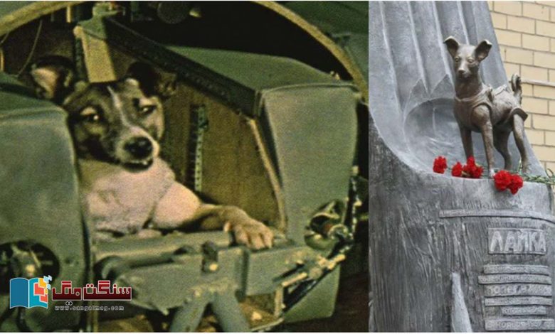 The-Tragic-Story-of-Laika-A-Stray-Dog-Who-Reached-the-Stars