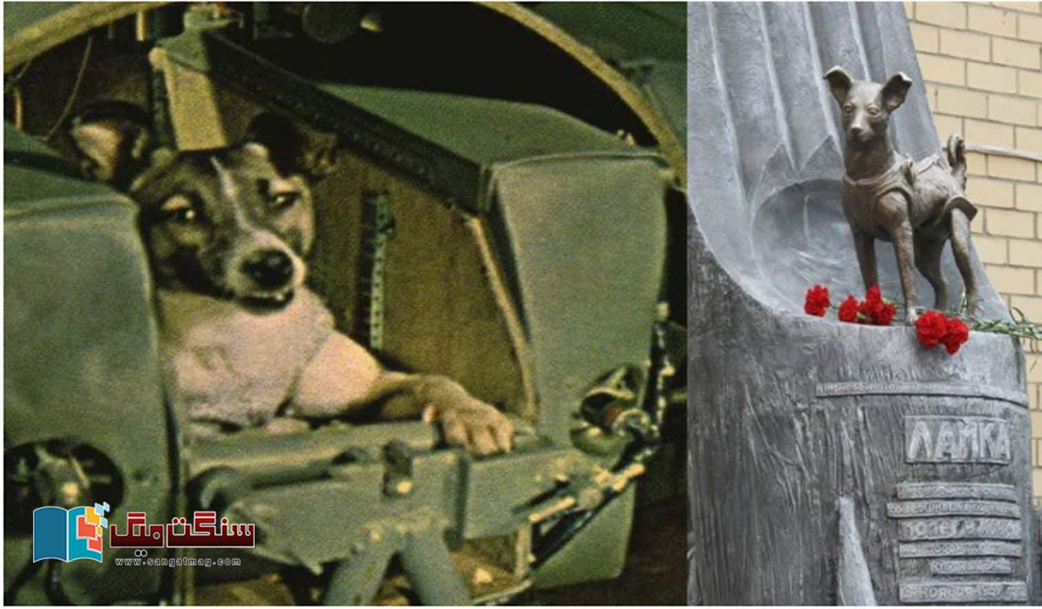 The-Tragic-Story-of-Laika-A-Stray-Dog-Who-Reached-the-Stars