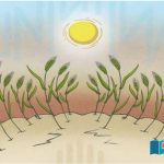 Pakistan-The-helplessness-of-the-farmers-the-indifference-of-the-rulers-and-the-threat-of-wheat-scarcity-knocking-at-the-door