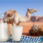 New-Discovery-of-an-Ancient-Food-Camel-Milk-Nutrition-Research-and-Future-Prospects