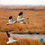 Birds-Sighing-in-Water-Drought-Deserted-Settlements-of-Guest-Waterfowl-in-Sindh