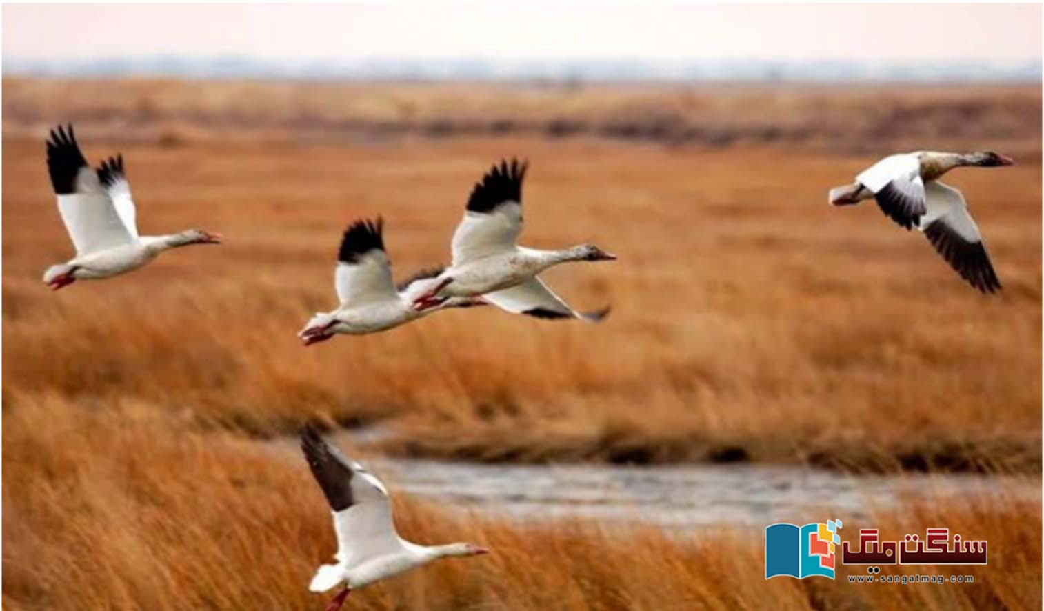 Birds-Sighing-in-Water-Drought-Deserted-Settlements-of-Guest-Waterfowl-in-Sindh