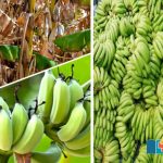 Climate-change-Will-the-banana-fruit-become-extinct
