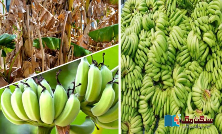 Climate-change-Will-the-banana-fruit-become-extinct