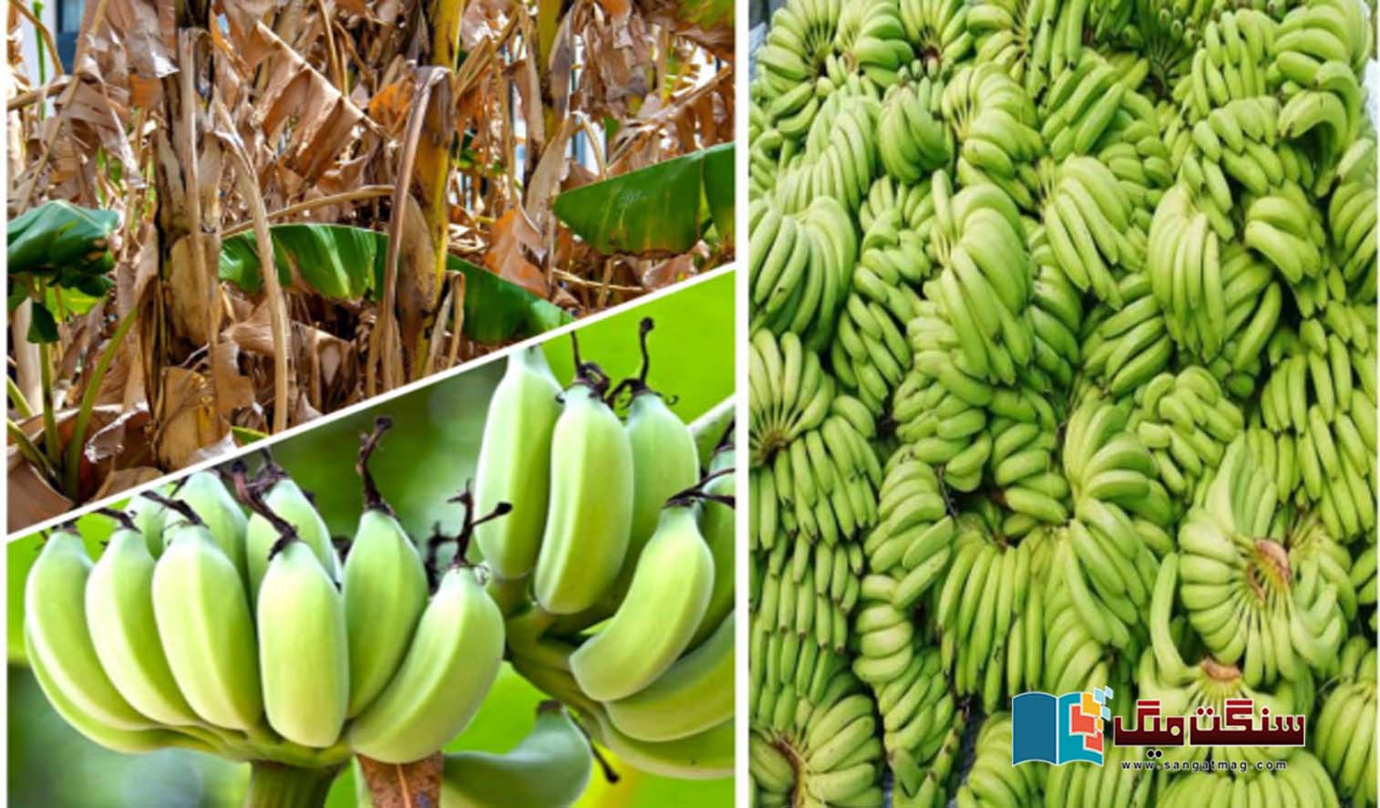 Climate-change-Will-the-banana-fruit-become-extinct