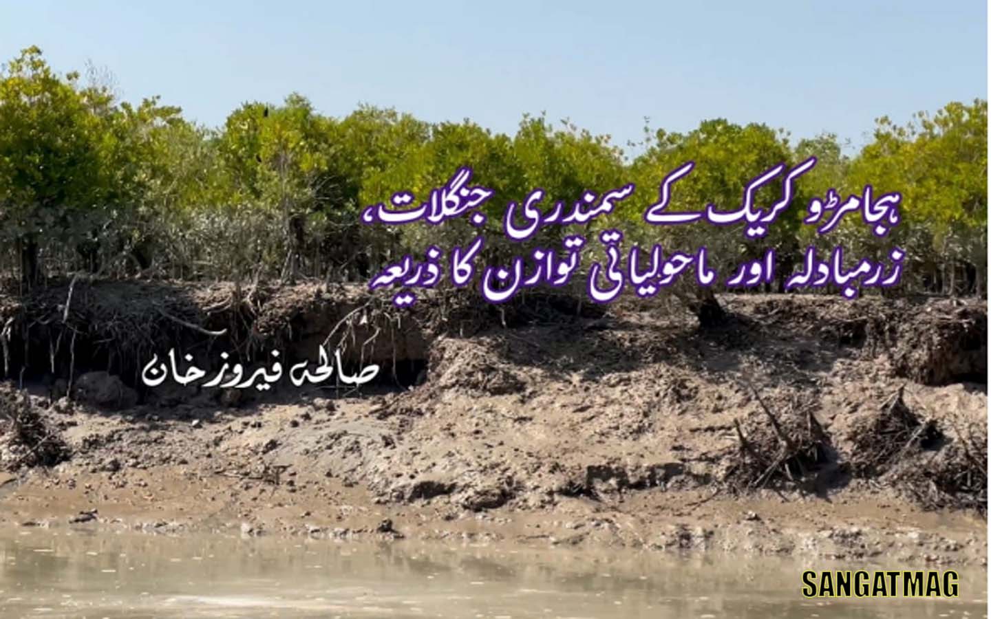 Hajamro-Creek-marine-forests-a-source-of-foreign-exchange-and-ecological-balance