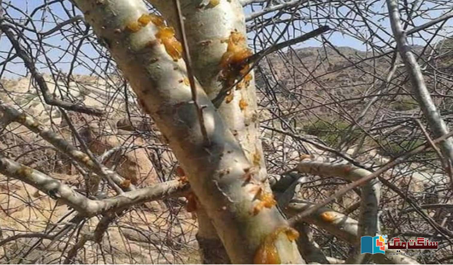 The-precious-resin-of-guggar-the-resin-of-greed-dripping-from-the-mouths-of-enemies-of-the-environment-and-the-story-of-global-conservation