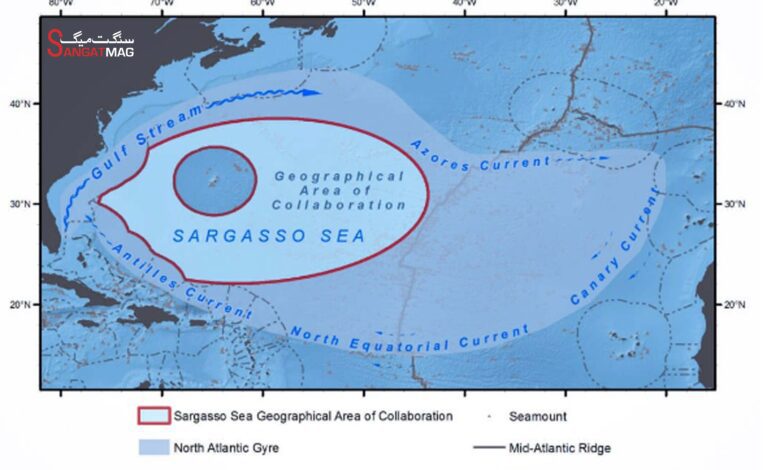 sargasso sea