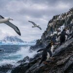 Antarctica wildlife survival_sangat mag