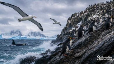 Antarctica wildlife survival_sangat mag