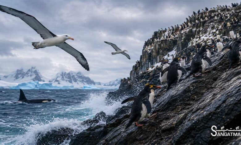 Antarctica wildlife survival_sangat mag